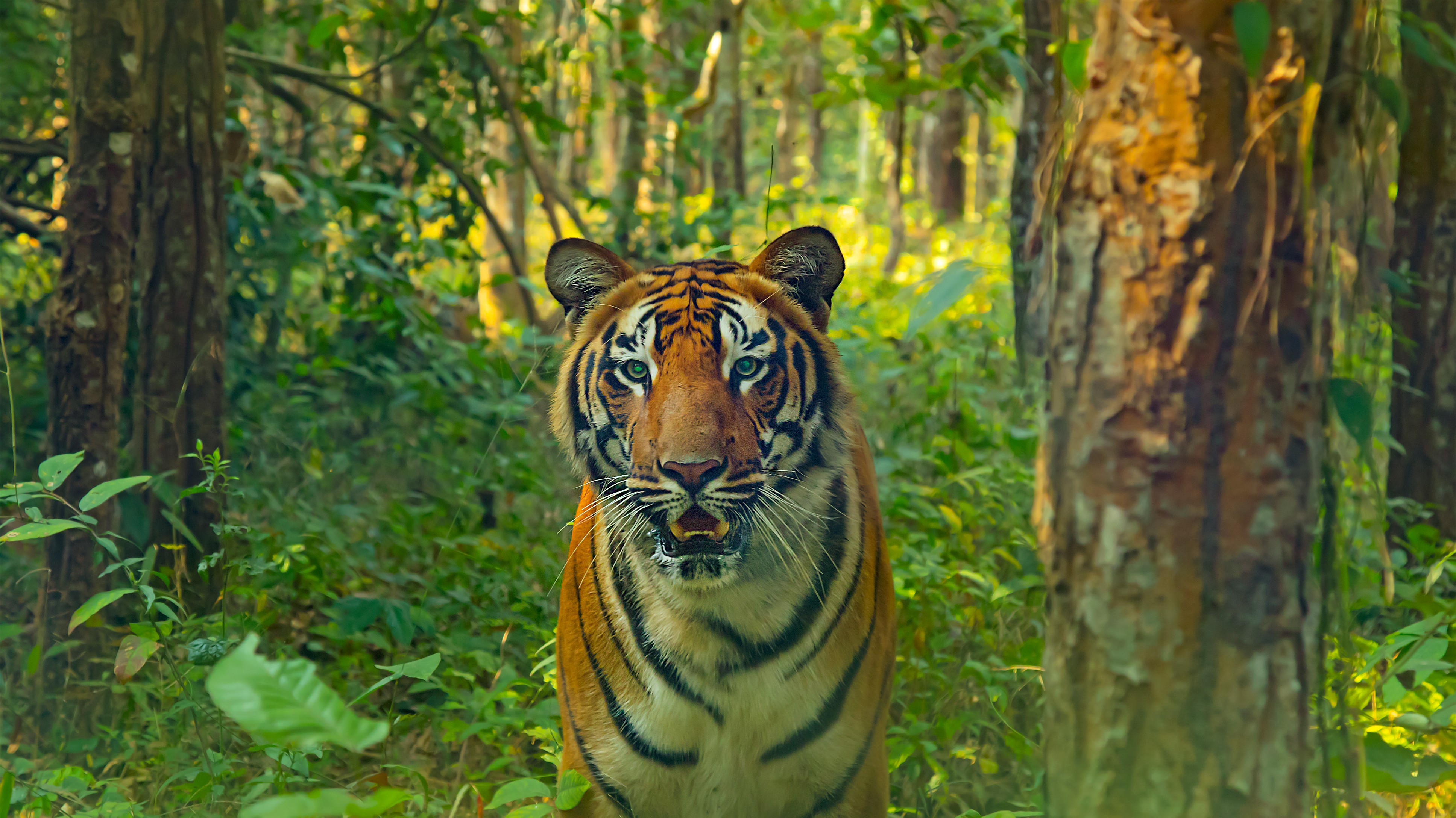 Manas Wildlife Sanctuary